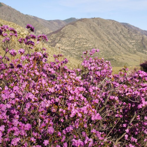 Автотур в мини-группе по знаковым локациям Алтая в период цветения маральника
