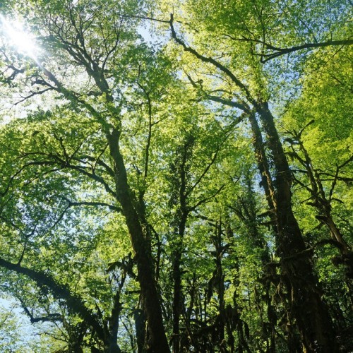 Лёгкий треккинг в субтропиках с проживанием в гостинице в Адлере