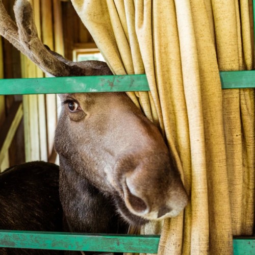 Костромской трип: выходные на Волге с посещением лосиной фермы и дегустацией в Музее сыра