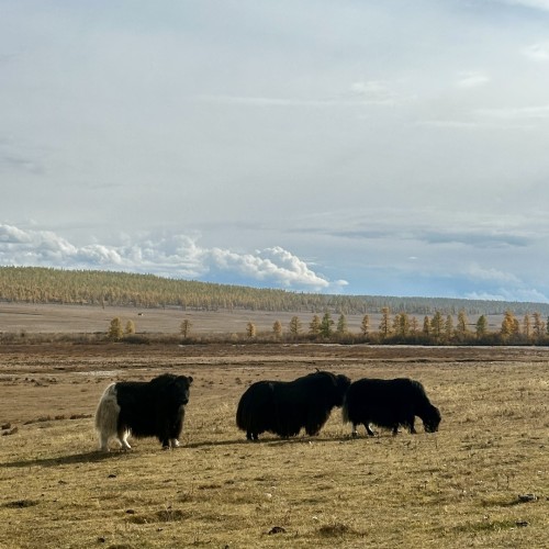 В Монголию в гости к «младшему брату Байкала» из Иркутска: окрестности Хубсугула