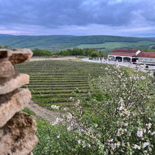 Вкусы черноморского побережья: винное путешествие по Сочи, Новороссийску, Геленджику, Анапе и Тамани