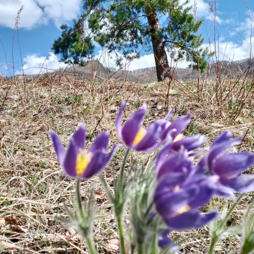 Красота Алтая: Чемальский район и Чуйский тракт