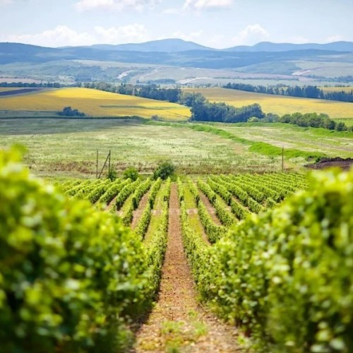 На одной широте с виноградниками Италии: гастропутешествие по винодельням Краснодарского края