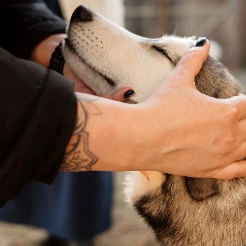 Знакомство с Карелией: хаски, олени, водопады и горный парк «Рускеала» (в группе)