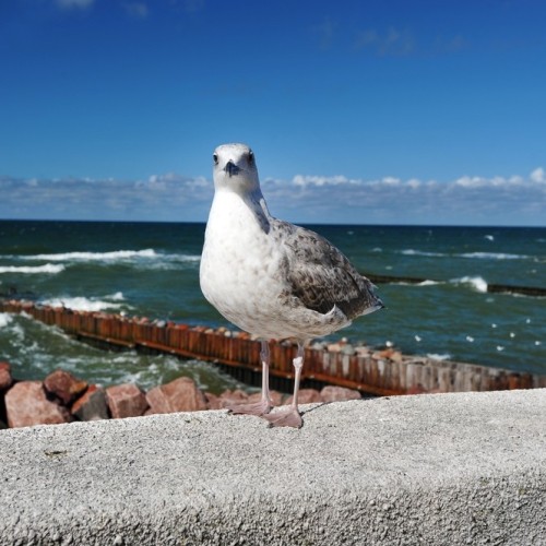 Балтийские выходные: природные достопримечательности и города-курорты
