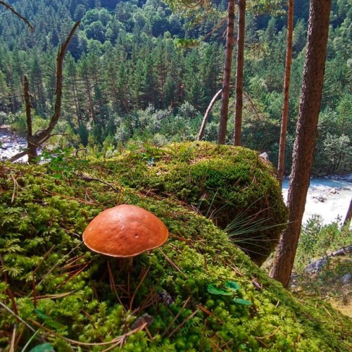 Семейный треккинг в Дигории с размещением в гостинице