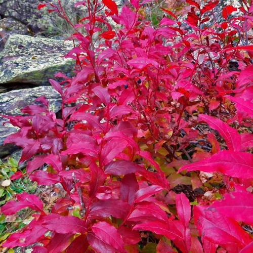 Домбай и Архыз: треккинг налегке с проживанием в гостинице