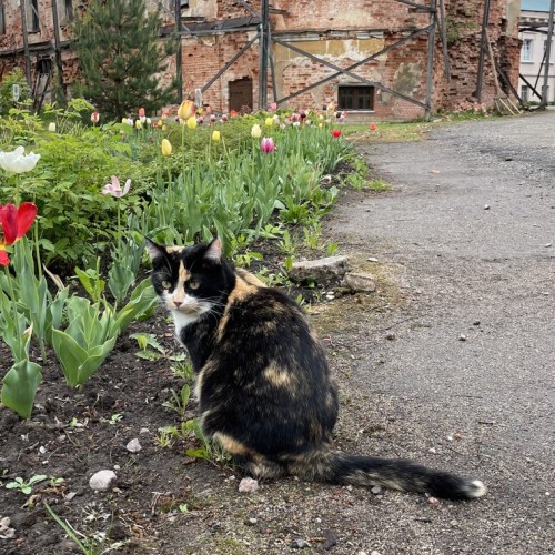 Остров мельника Матиса — в Петербурге