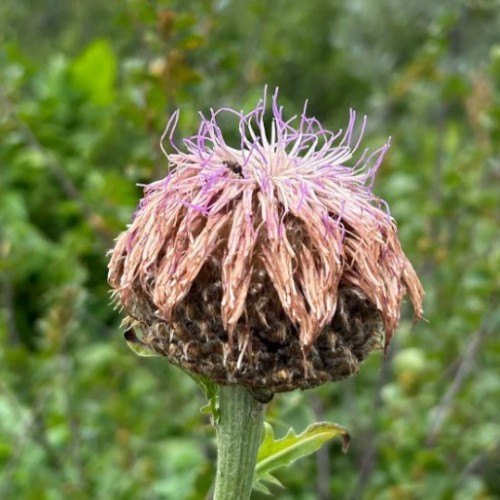 Вдохновение Алтая: ретрит в женской мини-группе с проживанием в уединённых домиках