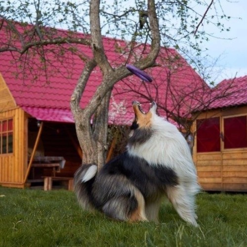 Знакомство с достопримечательностями, флорой и фауной Горного Алтая с проживанием в экодоме