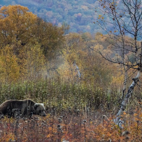 Большой поход с рюкзаками и палатками по Камчатке: вулканы, Тихий океан, термы и альпийские луга