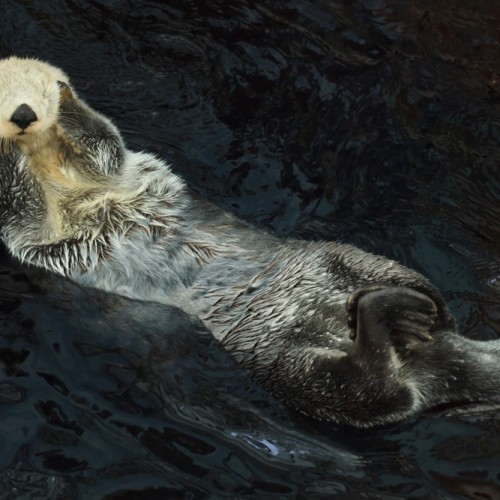 VIP-круиз с экспертами и музыкантами от Камчатки до Чукотки (всё включено)