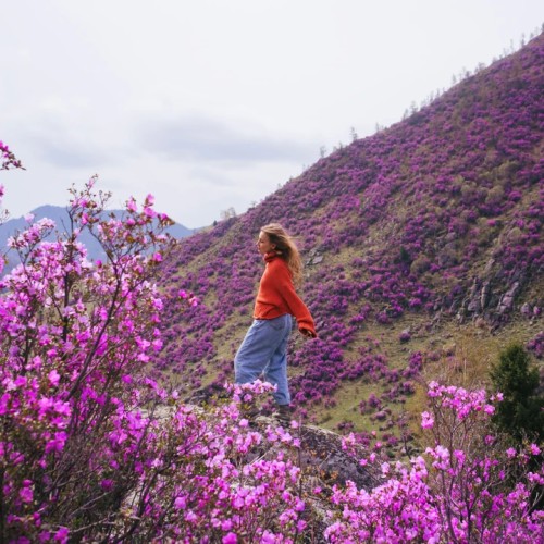 По цветущему Алтаю верхом: конный тур с проживанием на базе (всё включено)