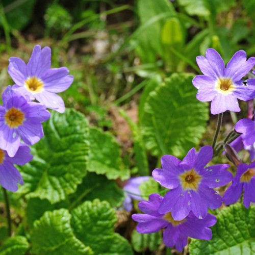 Треккинг налегке в Безенги с размещением в альплагере
