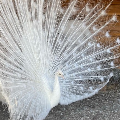 Знакомство с достопримечательностями, флорой и фауной Горного Алтая с проживанием в экодоме