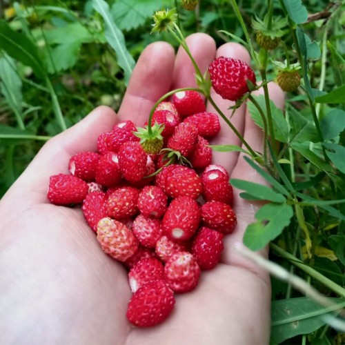Треккинг в Цейском ущелье налегке с проживанием в гостинице (всё включено)