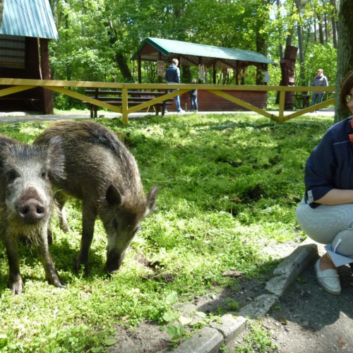 На загадочную Куршскую косу — из Калининграда