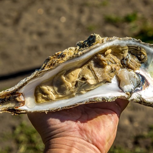 Гранд-тур по островам Дальнего Востока: Сахалин, Итуруп, Кунашир и Шикотан, термы и гастрономия