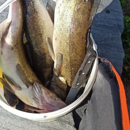 Рыбалка на Ладожском озере: перезагрузка вдали от города с комфортом (всё включено)