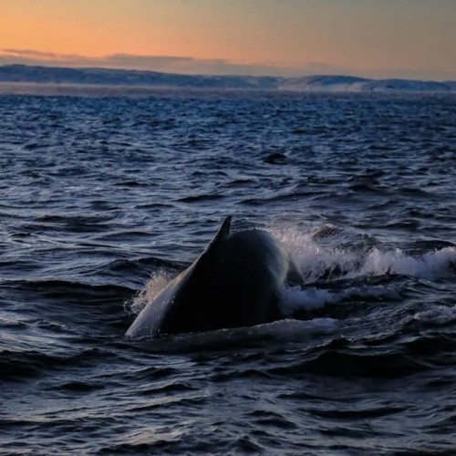Океан впечатлений на Кольском: выход в море и снегоходы, Хибины и Териберка (мини-группа)