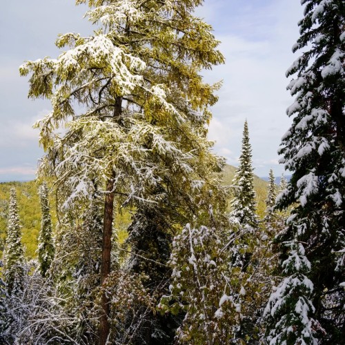 Золотые пейзажи октябрьского Алтая: Чемал, Катунь, Манжерок и Кызыл-Чин в мини-группе