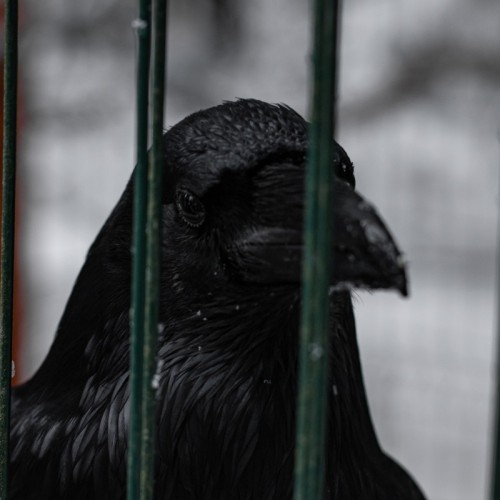 Прогулка на лошадях и визит к северным оленям