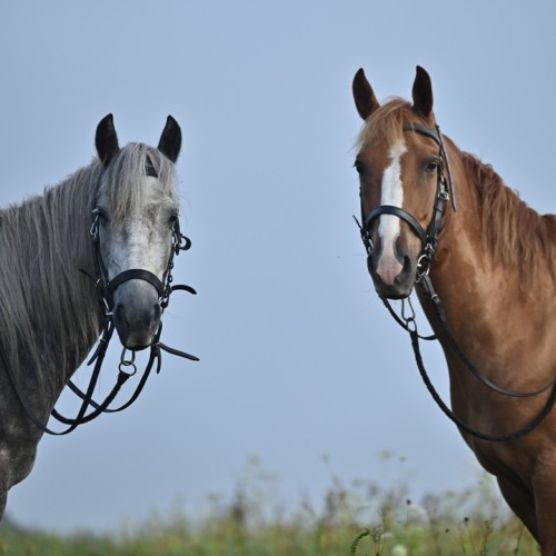 Бороздим просторы Алтая верхом: активный тур для опытных всадников с фотосъёмкой