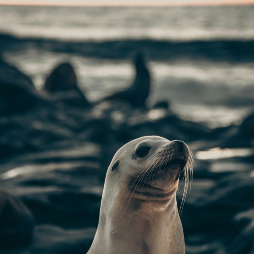 Навстречу гренландским китам: экспедиция к Шантарским островам с лекциями биологов