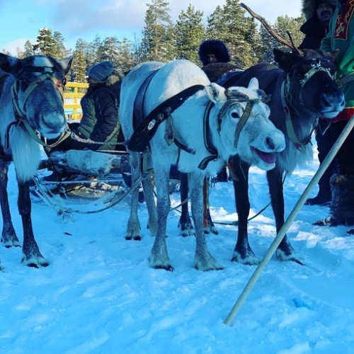 Разнообразие Севера: Териберка, Мурманск, Кировск и погружение в культуру