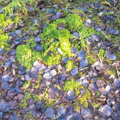 Ладога и звуки леса: побег на природу в небольшой компании от шума и суеты Петербурга