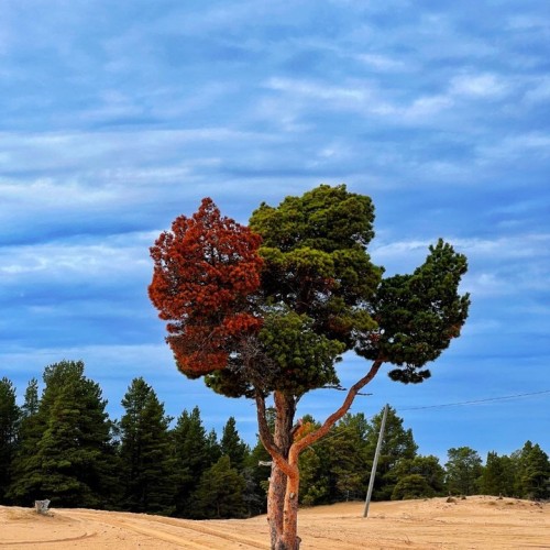 Шёпот волн, арктические дали, поморские селения: перезагрузка на Терском берегу