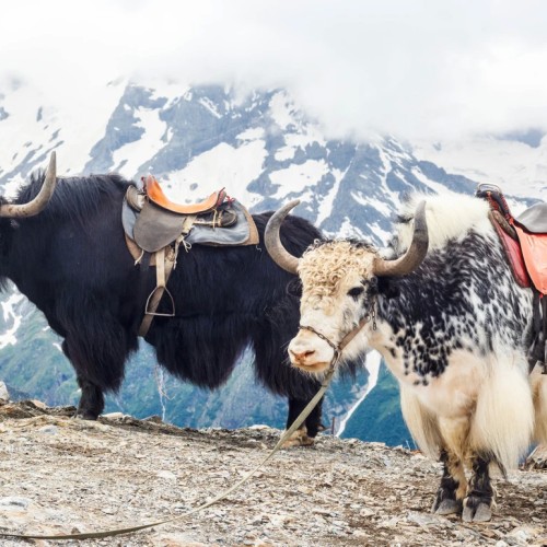 Выходные на Домбае в мини-группе: Гум-Баши, Эльбрус, Мусса-Ачитара, озеро Туманлы-Кёль