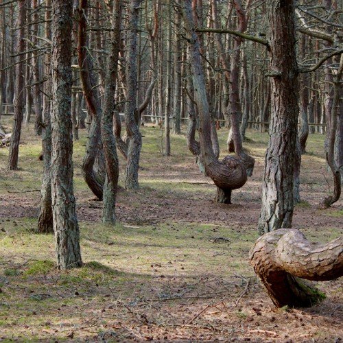 Из Калининграда — на Куршскую косу и в Зеленоградск
