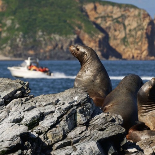 По волнам Японского моря на яхте с маской, сапом и деликатесами (мини-группа)