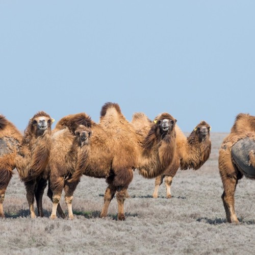 Почти на Марсе и Луне: тур к соляным озёрам Эльтон и Баскунчак