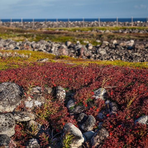 На Кольский полуостров через Карелию: автобусный тур по знаковым локациям (из Санкт-Петербурга)