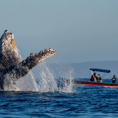 Навстречу гренландским китам: экспедиция к Шантарским островам с лекциями биологов