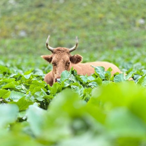 Семейный тур в Архыз с гидом-аниматором: несложные треккинги в живописных горах