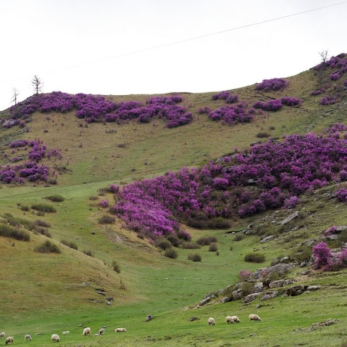 Майские на Алтае в сезон цветения маральника с ежедневными прогулками (всё включено)