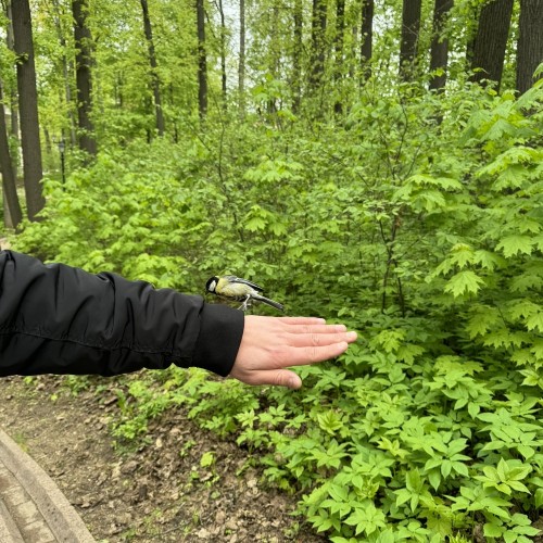По Царицынскому пейзажному парку — с экспертом МГУ