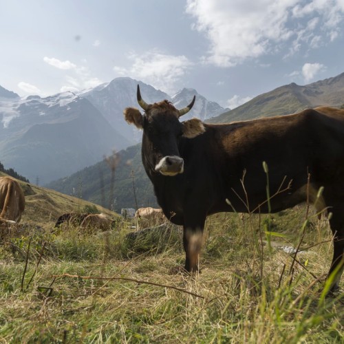 Прогулки по Приэльбрусью с проживанием в уютных отелях
