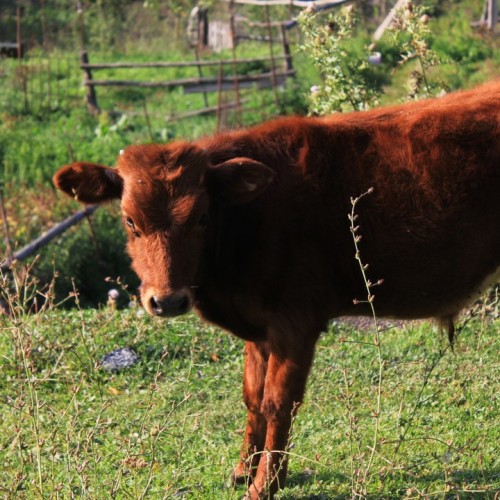 Таинство Ингушетии: треккинг налегке с восхождением на Столовую гору