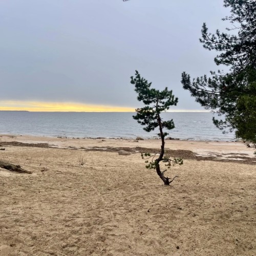 Приморский Парадиз — Сестрорецк, Репино, Комарово и Зеленогорск. Индивидуальная экскурсия