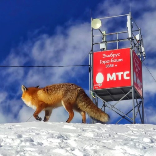 Лёгкий треккинг в Приэльбрусье с проживанием в гостинице