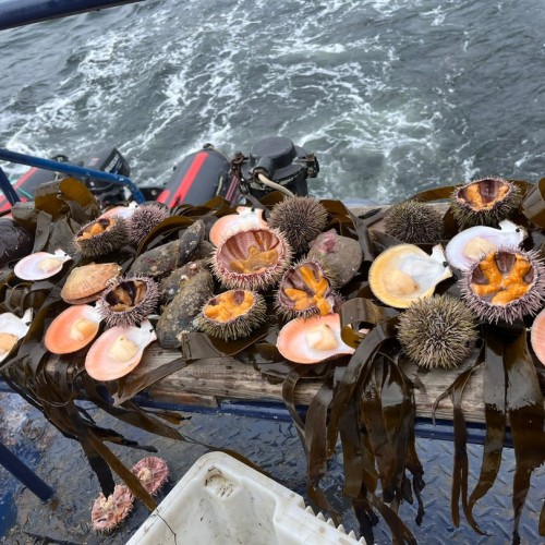 Уик-энд на Кольском: дегустация морепродуктов, Териберка, киты и экскурсия по Мурманску