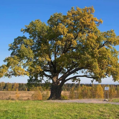 Шлиссельбург и крепость Орешек