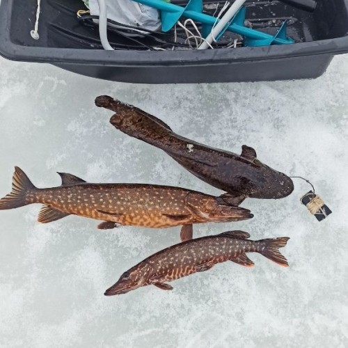 Рыбалка на Ладожском озере: перезагрузка вдали от города с комфортом (всё включено)