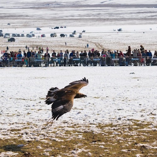 Из Алтая, по Чуйскому тракту — в Монголию на фестиваль беркутчи с проживанием в юрте