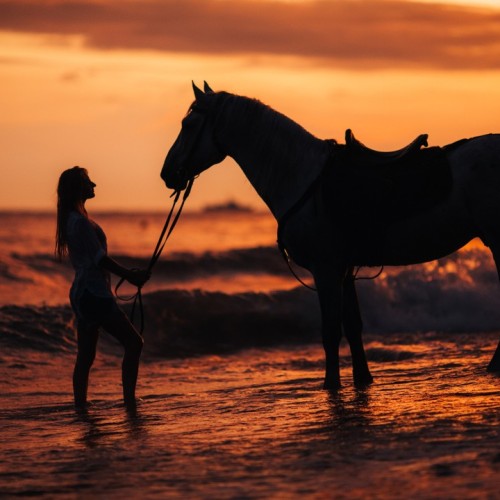 Конные прогулки для уверенных всадников: горы, море, чайные плантации и реликтовые леса Сочи