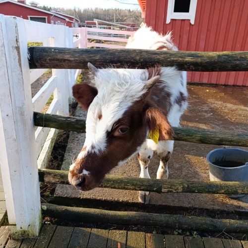 Ферма-парк «Илоранта» + дегустация сыров и сидра — из Санкт-Петербурга